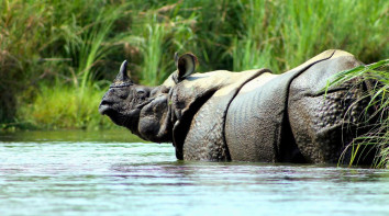 Chitwan National Park! Unleash Your Inner Explorer on a Sustainable Safari in Nepal.